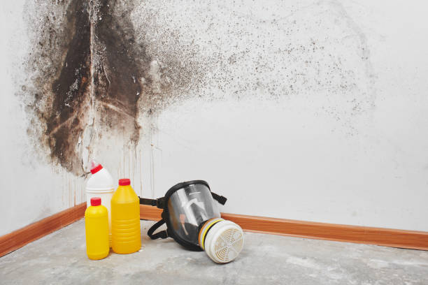 Best Black Mold Removal  in Langley, WA