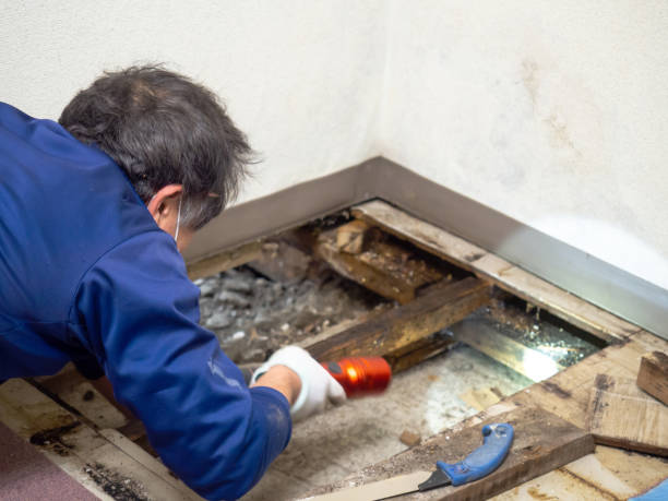 Best Professional Mold Removal  in Langley, WA