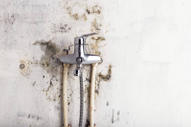 Best Mold Removal Near Me  in Langley, WA
