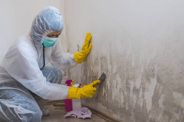 Crawl Space Mold Removal in Langley, WA
