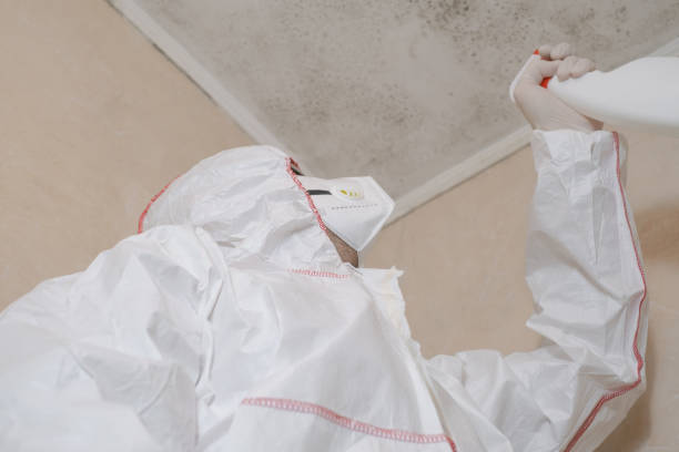Trusted Langley, WA Mold Removal Experts