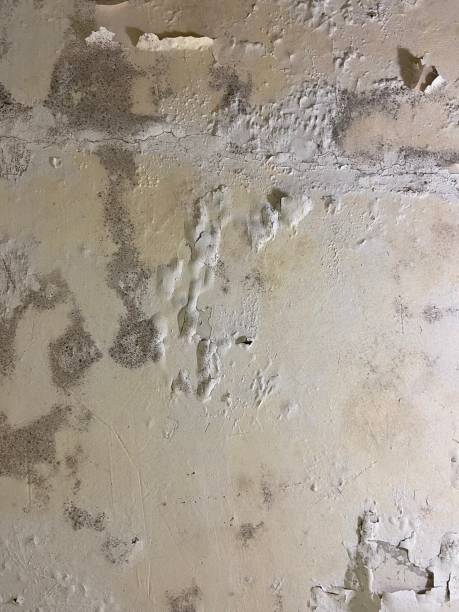 Best Mold Removal Near Me  in Langley, WA