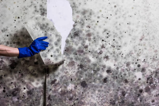 Best Crawl Space Mold Removal  in Langley, WA