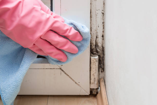 Best Mold Remediation  in Langley, WA