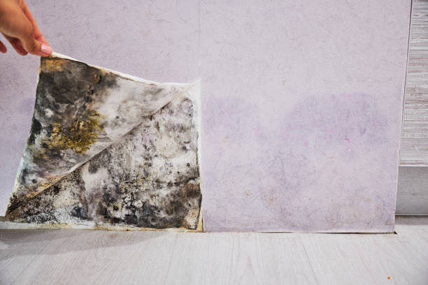Best Commercial Mold Removal  in Langley, WA
